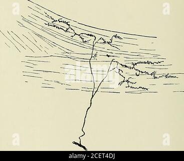 . Anatomie des Centers nerveux. Abb. 146. - terminaisons nerveuses motrices dans le musclecardiaque dune souris âgée de 11 jours. (Daprès G. Retzius.)Méthode de Golgi.. Fie. 147. - terminaisons nerveuses motrices dans les muscles lisses de la vessie dun lapin âgéde 9 jours. (Daprès G. Retzius.) Méthode de Golgi. Travaux de Ret-zius. très probablement par des taches motrices sur les cellules contractiles dela tunique musculaire (Ranvier). Retzius, en employant la méthode dehrlich (bleu de méthylène intra-vitam), a montré que ces fibers se divisent dichotomiquement à diversesreprises, et que tou Stockfoto