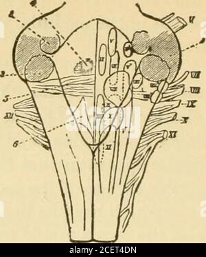 . Grundlagen der Physiologie, geordnet in Form von Fragen und Antworten, vorbereitet speziell für Medizinstudenten. Owing; Third, ein Zentrum für die Bewegung der Kaukunst; vierte, das Haupt-Vasomotor-Zentrum, das die Blutgefäße im ganzen Körper regelt (siehe Zirkulation); Fünftens, diekardiohemmende Mitte für die Regelung der Bewegungen des Herzens durch die Pneumogastromics; Sechstens, die überlegenen cilio-spinalcenters, die die Bewegungen der iris1 regeln; siebte, die inneren und äußeren Kerne des besonderen Gehörsinns; und achtes, die glosso-pharyngealen Kerne für den Sinn von ta Stockfoto