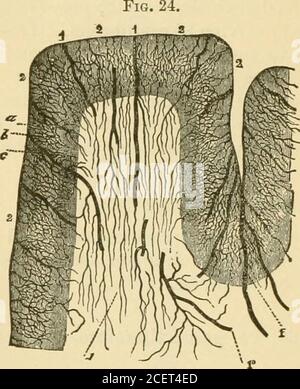 . Grundlagen der Physiologie, angeordnet in Form von Fragen und Antworten, vor allem für Studenten der Medizin vorbereitet. Sehr eng mit dem Vagus verbunden, und dies ist der Grund, dass wir so geneigt sind, Erbrechen mitschwintigo oder bei Kleinhirnerkrankungen haben. Welche Ergebnisse erzielen wir daher aus diesen Erfahrungen? Wir wissen, dass das Kleinhirn keine Verbindung mit Willen, Empfindung und Gedächtnis hat, sondern lediglich die Fähigkeit hat, die Wirkung der Muskeln zu kombinieren und dadurch die Bewegung der höheren Nervenzentren zu erzeugen. Denken Sie daran, dass der Einfluss von jeder Hälfte des Kleinhirns i Stockfoto