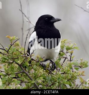 Eurasian Magpie/Elster (Pica Pica) auf einem Busch, thront, typisches Verhalten dieser schüchtern und aufmerksamen Vogel, Wildlife, Europa. Stockfoto