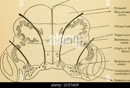 . Grundlagen der Physiologie, in Form von Fragen und Antworten angeordnet, speziell für Studenten der Medizin vorbereitet. H, zusätzlich, Lähmung aller interkostalischen Muskeln, und, als Ergebnis, große Interferenz mit .Respiration. Es gibt Lähmungen der Muskulatur der oberen Extremitäten außer denen der Schultern. Tritt eine Läsion im oberen zervikalen Bereich auf, tritt der Tod sofort nach Atemversagen auf. 128 GRUNDLAGEN DER MENSCHLICHEN PHYSIOLOGIE. Die Medulla Oblongata. Die Punkte zu erinnern, über diesen Teil des Nervensystems sind wie folgt: Seine Spalten sind kontinuierlich mit Stockfoto