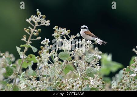 Rotrückenwürger ( Lanius collurio ), erwachsener Rüde, der auf einer Brombeerhecke thront, in einem typischen, charakteristischen Lebensraum, Tierwelt, Europa. Stockfoto