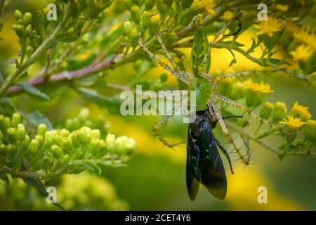 Eine grüne Luchsspinne (Peucetia viridans) hängt kopfüber mit ihrer Beute, einer zweifleckigen Skoliid-Wespe. Raleigh, North Carolina. Stockfoto