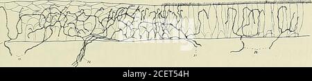 . Anatomie des Centers nerveux. Fie 131. – Terminaisons nerveuses sensitivesdans Lépithérlium de la vessie du lapin. (Daprès G. Retzius.) Méthoderapide de Golgi. o, Surface de lépithélium. - bg, couche conjonctive sous-épi-théliale. - n, libre nerveuse montant du tissu conjonctif dans lacouche épithèliale pour se terminer après un trajet tangentiel pardes arborisations intercellulaires libres.. Abb. 138. – terminaisons nerveuses sensitives dans lépithélium de la muqueuse des cordes vo-cales inférieures et dans lépithélium à cils vibratiles de la région sous-glottique du larynxdun Chat âgé de 4 Stockfoto