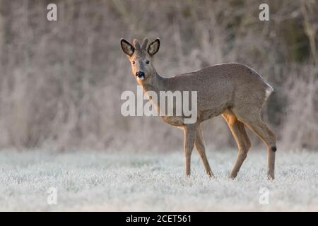 Rehe/Reh (Capreolus capreolus), männlich im Winter, Buck, samt Geweih, steht am Rand eines Waldes auf einem schneebedeckten Wiese, wildilfe, Eur Stockfoto