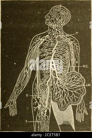 . Grundlagen der Physiologie, angeordnet in Form von Fragen und Antworten, speziell für Studenten der Medizin vorbereitet. Ristahcaction. Was ist das Schicksal der Galle im Darm ? ?Sorne von ihm geht aus mit dem Kot, und Teil wird als Urobilin absorbiert und eliminiert. Das Cholesterin wird mit dem Kot abgegeben, und die Gallensalze werden zum größten Teil vom Darm resorbiert. Haben die anderen Säfte des Dünndarms irgendwelche digestivepower? Sie haben vermutlich etwas Energie in der Lösung der Proteids und möglicherweise eine diastatische Tätigkeit. Was ist das Schicksal der Speichel, Magen und Pankreaticferment Stockfoto