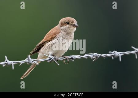 Rotrückenwürger ( Lanius collurio ), Erwachsene Weibchen, auf einem Stacheldrahtzaun thront, Ruhe, Seitenansicht, sauberer Hintergrund, detailreiche Aufnahme, Tierwelt, EU Stockfoto