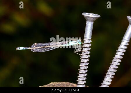 Blue tailed damselfly (Ischnura elegans) Sussex Garden, Großbritannien Stockfoto