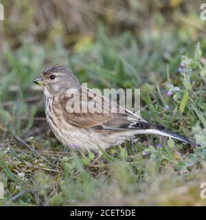 Gemeinsame Hänfling/Bluthänfling (Carduelis cannabina), weibliche Vogel auf dem Boden sitzend, Fütterung auf Samen, im Frühjahr, Wildlife, Europa. Stockfoto