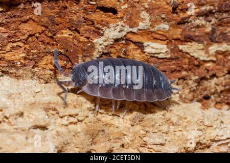 Gemeine raue Waldlaus (Porcellio Scaber) Sussex Garten, Großbritannien Stockfoto