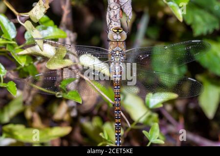 Migrantischer Falknerdragonfly (Aeshna mixta) Sussex Garden, Großbritannien Stockfoto