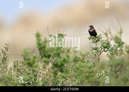 Gemeinsame Amsel/Amsel (Turdus merula), braun Weibchen auf Abstand, auf einige Büsche in den Dünen, Beobachten, Wildlife, Europa thront. Stockfoto