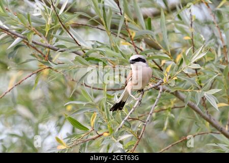 Rotrückenwürger ( Lanius collurio ), Rüde in schönem Zuchtkleid, in einer Weide thront, Tierwelt, Europa. Stockfoto