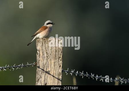 Rotrückenwürger ( Lanius collurio ), erwachsener Rüde, sitzend, ruht auf einem Stacheldraht Zaunpfosten, in typischer Umgebung von offenem Land, Wildtiere, Europa Stockfoto