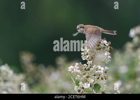 Rotrückenwürger ( Lanius collurio ), weiblich, fliegend, im Flug, beobachten, typische Umgebung, blühende Bramble, Brombeerhecke, Tierwelt, Europ Stockfoto