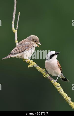 Rotrückenwürger ( Lanius collurio ), junges Küken mit Rüde, Junggebliebene bettelt um Nahrung, Wildtiere, Europa. Stockfoto