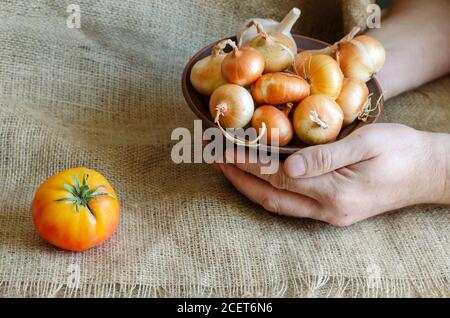 Die Hände des Bauern halten eine Tonschüssel mit Gemüse. Rohe Zwiebeln, Knoblauch und Tomaten auf dem Sack. Echtes Bauerngemüse in einer Schale mit Schmutz und Staub Stockfoto