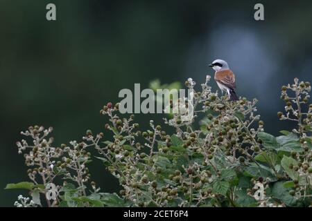 Rotrückenwürger ( Lanius collurio ), erwachsener Rüde, der auf einem blühenden Brombeerbusch thront, schöne Rückansicht, Tierwelt, Europa. Stockfoto