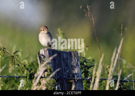 Rotrückenwürger ( Lanius collurio ), Erwachsene Weibchen, auf einem Zaunpfosten thront, in der typischen Umgebung von offenem Land, Tierwelt, Europa. Stockfoto