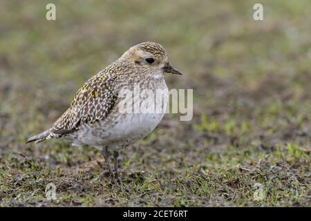 Goldpfeifer ( Pluvialis apricaria ) Zugvogel, Ruhe auf Ackerland, Frühling, Tierwelt, Europa. Stockfoto