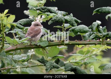 Rotrückenwürger ( Lanius collurio ), junges Jungtier, Häutung Küken, thront in einer Brombeerhecke, unauffällig, Tierwelt, Europa. Stockfoto