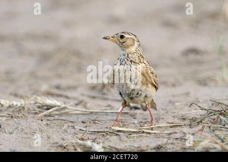 Skylark ( Alauda arvensis ), typischer Vogel des offenen Landes, sitzend, auf dem Boden stehend, Ackerland, herum beobachten, sieht lustig aus, Tierwelt, Europa. Stockfoto
