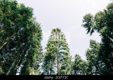 Kiefernspitzen im Bergwald Stockfoto
