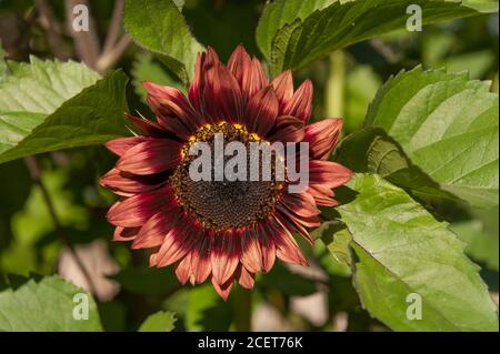 Helianthus annuus, rote Sonnenblume ungewöhnliche Farbe als F1-Generation von selbst gewachsenen Kreuz zeigt Blütenblatt ray und zygomorphen Corolla Stockfoto