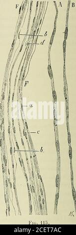 . Anatomie des Centers nerveux. Fic. 114. Fie. 114. – Groupe de neuroblastcs moteurs et de libres radiculaires dun embryon humain denviron quatre samaines. (Daprès W. His.) CI/, Zylinderax. - NB, Neuroblasten. - Sp, spongioblastes. – Vin, voile médullaire. Abb. Ho. - Fibers nerveuses dun embryon de brebis de flm,155 de long. (Daprès Vignal.) F, Portion Dun Faisceau du Nerf sciatique. - A, libres nerveuses. - 6. cellules connectives très allongéeset isolées. - c, cellules connectives appliquées sur les fibers nerveuses et dont les noyaux sont seuls visibles. - d, cellules lymphatiques. - A et Stockfoto