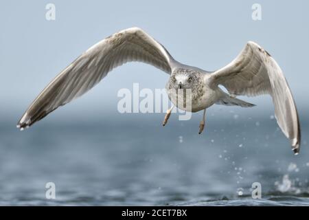 Europäische Silbermöwe (Larus argentatus) weg vom Wasser, Ostsee, starten, im Flug, Fliegen, frontal geschossen, Wildlife, Europa. Stockfoto