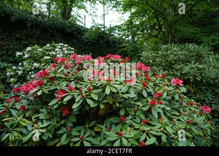 Busch von schönen Rhododendron Blumen Stockfoto