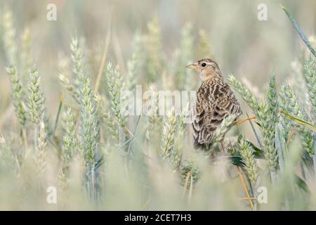 Eurasische Skylark / Feldlerche ( Alauda arvensis ) in einem Weizenfeld thront, umherschauen, charakteristischer Vogel von offenem Ackerland, schöne Rückansicht, Stockfoto