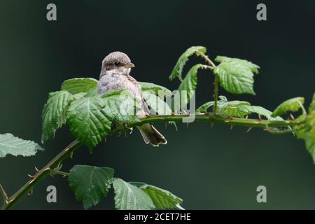 Rotrückenwürger ( Lanius collurio ), nur flügges Küken, auf einer Brombeerenrinde thront, versteckt zwischen Blättern, Frontalansicht, sieht niedlich aus, Tierwelt, Stockfoto