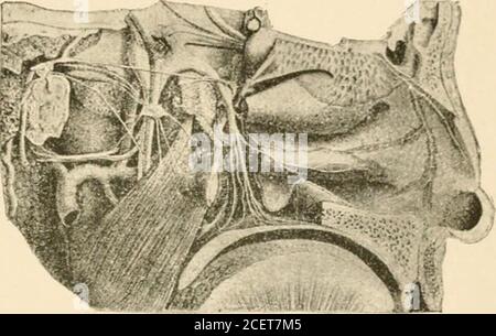 . Grundlagen der Physiologie, geordnet in Form von Fragen und Antworten, speziell für Medizinstudenten vorbereitet. *tm.. Stockfoto