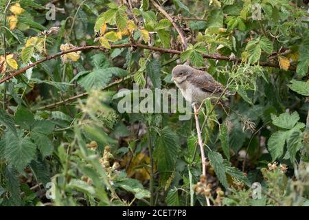 Red-backed Shrike ( Lanius collurio ), nur flügge Küken, in einer Brombeerhecke thront, sieht niedlich, warten auf Nahrung, Tierwelt, Europa. Stockfoto