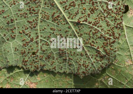 Hollyhock Rost durch den Pilz Puccinia heterospora oder P.malvacearum niedriger verursacht Die Blätter der breiten Blattpflanze, die von der Krankheit bedeckt ist, sind heiß Feuchter Zustand Stockfoto