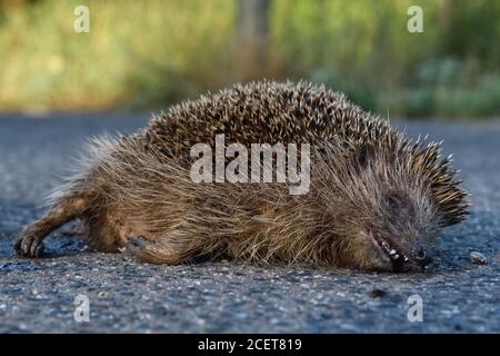 Igel ( Erinaceus europaeus ), tot, auf der Straße zerquetscht, Roadkill, gefährdet, vom Straßenverkehr überfahren, Verkehrsopfer, Wildtiere, Europa. Stockfoto