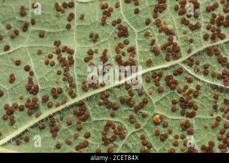 Hollyhock Rost durch den Pilz Puccinia heterospora oder P.malvacearum niedriger verursacht Die Blätter der breiten Blattpflanze, die von der Krankheit bedeckt ist, sind heiß Feuchter Zustand Stockfoto