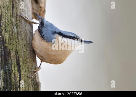 Eurasischen Kleiber/Europäischer Kleiber (Sitta europaea) thront auf einem morschen Oak Tree Trunk, um zu beobachten, in typischer Pose, Wildlife, Europa. Stockfoto