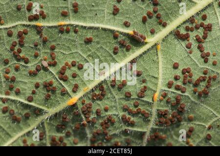 Hollyhock Rost durch den Pilz Puccinia heterospora oder P.malvacearum niedriger verursacht Die Blätter der breiten Blattpflanze, die von der Krankheit bedeckt ist, sind heiß Feuchter Zustand Stockfoto