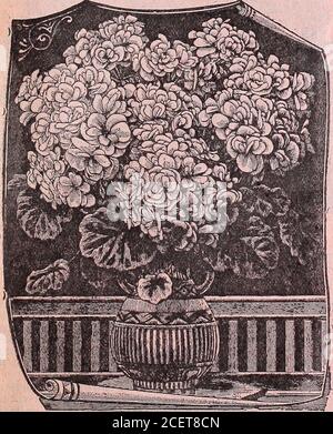 . Jahreskatalog 1906 / Otto Schwill & Co. DoubleHollyhock. Stockfoto