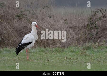 Weißstorch/Weissstorch (Ciconia ciconia) im Winter, in Deutschland überwintern, stehend auf einer grünen Wiese vor trockenen Büschen, Wildlife, Europa Stockfoto