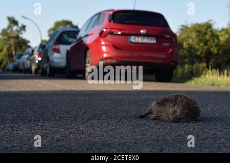 Igel ( Erinaceus europaeus ), tot, von Auto getroffen, auf der Straße gequetscht, Roadkill, gefährdet, vom Straßenverkehr überfahren, Wildtiere, Europa. Stockfoto