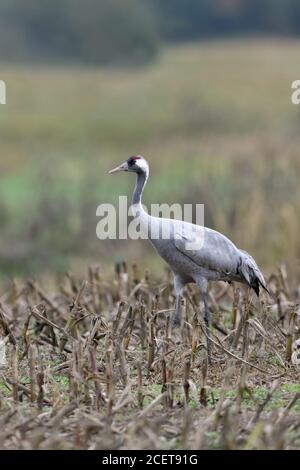 Kranich (Grus Grus), ruht auf Ackerland, Maisfeld, Zugvogel für Lebensmittel, Wildlife, Europa suchen. Stockfoto