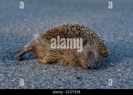 Igel ( Erinaceus europaeus ), tot , Verkehrsopfer, auf der Straße zerquetscht, Roadkill, gefährdet, vom Straßenverkehr überfahren, von einem Auto getroffen, Tierwelt, Stockfoto