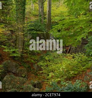 Felsenmeer, berühmte Naturschutzgebiet, Meer von Felsen in der Nähe von Hemer, Sauerland, wild-romantischen Buchenwald im Herbst, Herbst, in Deutschland, in Europa. Stockfoto