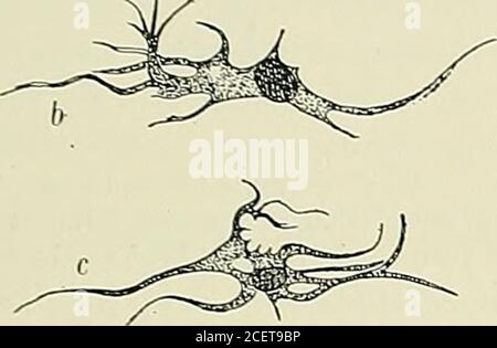 . Anatomie des Centers nerveux. Fie. 95. - Cellules nerveuses de la moelledun embryon de mouton long de 45 mim.(Daprès W. Vignal.) A, Cellule nerveuse peu développée. - 6, c, cel-lules nerveuses bien développées; il y a plusieurslarges vacuoles dans c. Émulsion dalbumin légèrement teintée en brun (Vignal). CE Proloplasma contient Souvent de nombreuses vacuoles (Abb. 95 c). A un stade un peu plus avancé, le Protoplasma renferme de grosses et nombreuses Granulations, peu réfringentes (Abb. L 96, S. Vers le sixième mois de la vie utérine, le protoplasmaprend une apparence vaguementstriée; à parti Stockfoto