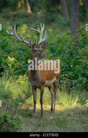 Rothirsch / Rothisch ( Cervus elaphus ), männlich, Hirsch, mit Samt auf Geweih, steht auf einer kleinen Lichtung in einem Mischwald, beobachten, schöner Abend Lig Stockfoto