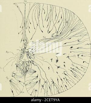 . Anatomie des Centers nerveux. Abb. S9. - Celluleépendymaire dela moelle dunembryon de mou-Ton, lang de45 mm. (DaprèsVignal.) HISTOGENESE DU SYSTEMS NEKVEUX. Ia3 Tisch Cloison sagittale, la cloison primitive de his, qui occupe le méridiede la section transversale de la moelle, et affecte la forme dun cône, décritpar Cajal chez le poulet les mammifères, et désigné par Retzius sous lenom de cône épendymaire antérieur (lig. 90.) CE cône épendymaire arrête dans leur Migration les neuroblastes des. Cloison primitivedo seine. Fie 90 – Coupe transversale de la région cervicale de la moelle dun em Stockfoto