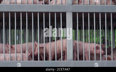 Schweine im LKW-Transport von Betrieb zu Schlachthof. Konzept der Afrikanischen Schweinepest (ASF) und Schweinegrippe. Träger der Schweinegrippe (H1N1-Virus). Fleischindustrie. Stockfoto